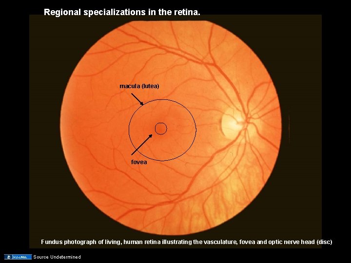 Regional specializations in the retina. macula (lutea) fovea Fundus photograph of living, human retina