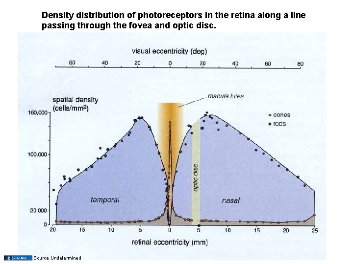 Density distribution of photoreceptors in the retina along a line passing through the fovea