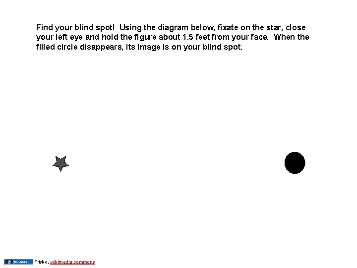 Find your blind spot! Using the diagram below, fixate on the star, close your