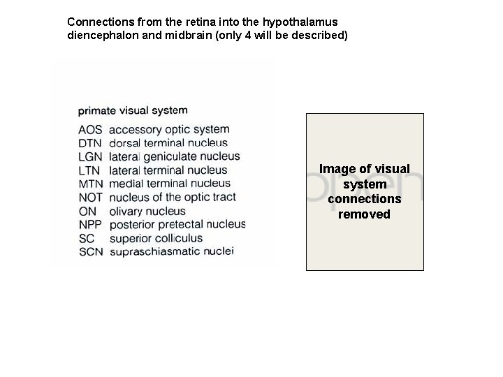 Connections from the retina into the hypothalamus diencephalon and midbrain (only 4 will be