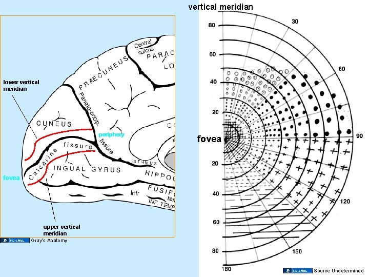 vertical meridian lower vertical meridian periphery fovea upper vertical meridian Gray’s Anatomy Source Undetermined