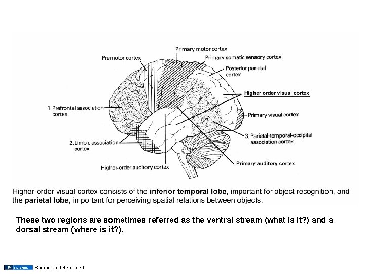 These two regions are sometimes referred as the ventral stream (what is it? )