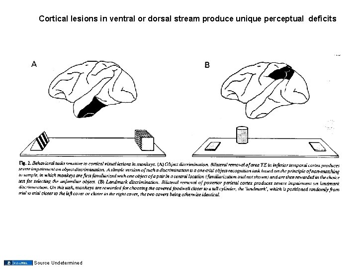 Cortical lesions in ventral or dorsal stream produce unique perceptual deficits Source Undetermined 