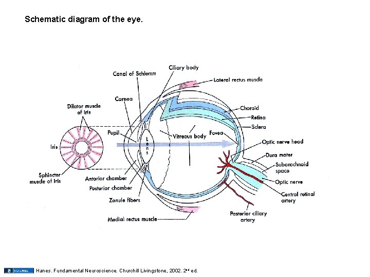 Schematic diagram of the eye. Hanes. Fundamental Neuroscience. Churchill Livingstone, 2002. 2 nd ed.