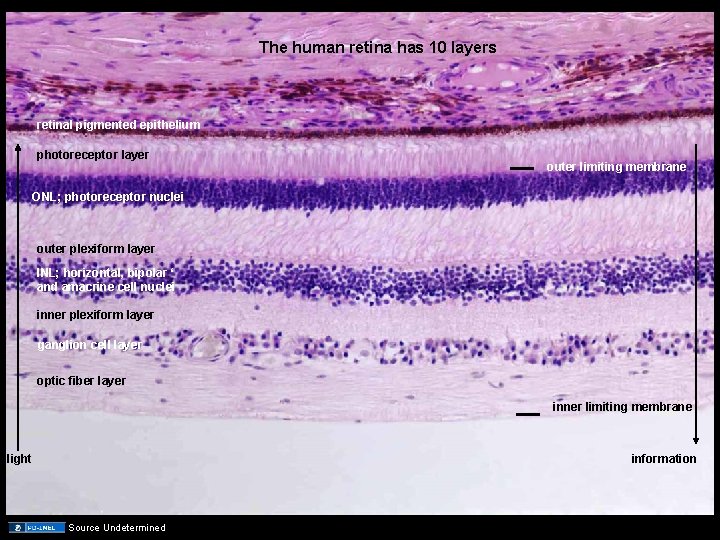 The human retina has 10 layers retinal pigmented epithelium photoreceptor layer outer limiting membrane