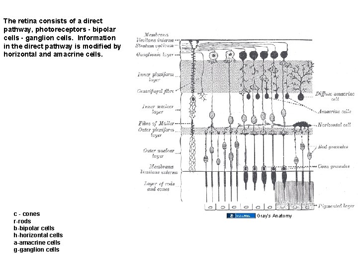 The retina consists of a direct pathway, photoreceptors - bipolar cells - ganglion cells.