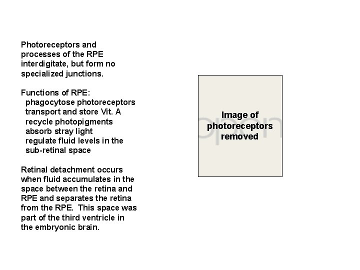 Photoreceptors and processes of the RPE interdigitate, but form no specialized junctions. Functions of