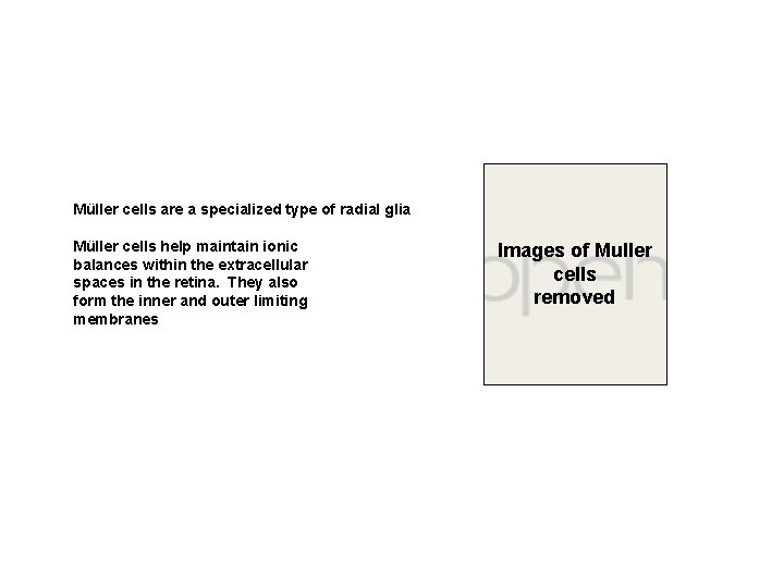 Müller cells are a specialized type of radial glia Müller cells help maintain ionic