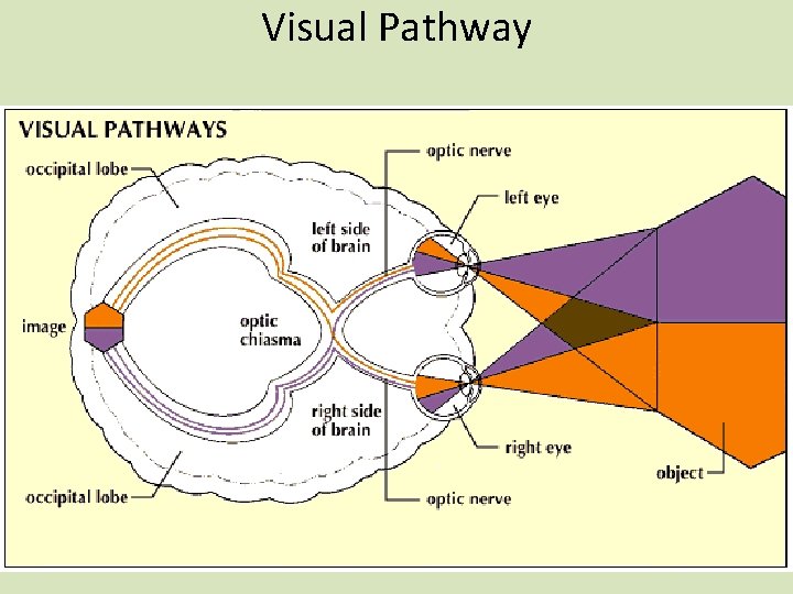 Visual Pathway 