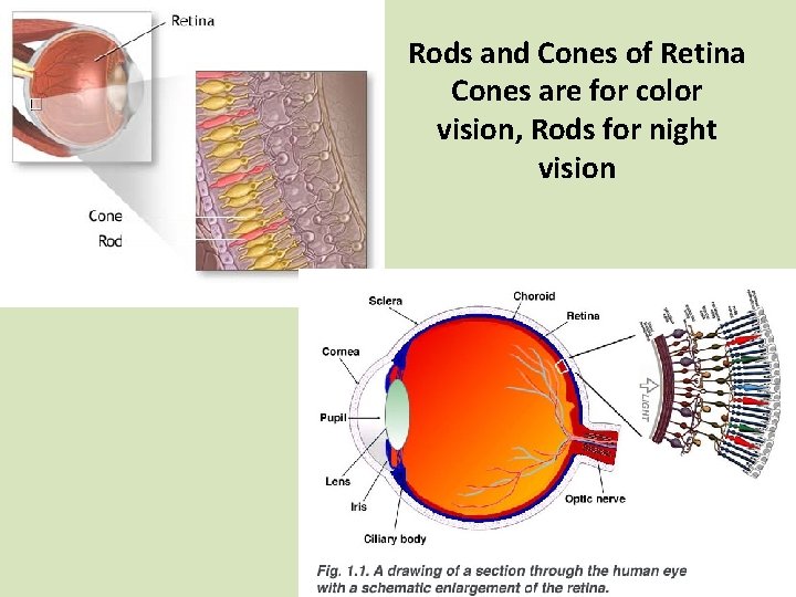 Rods and Cones of Retina Cones are for color vision, Rods for night vision