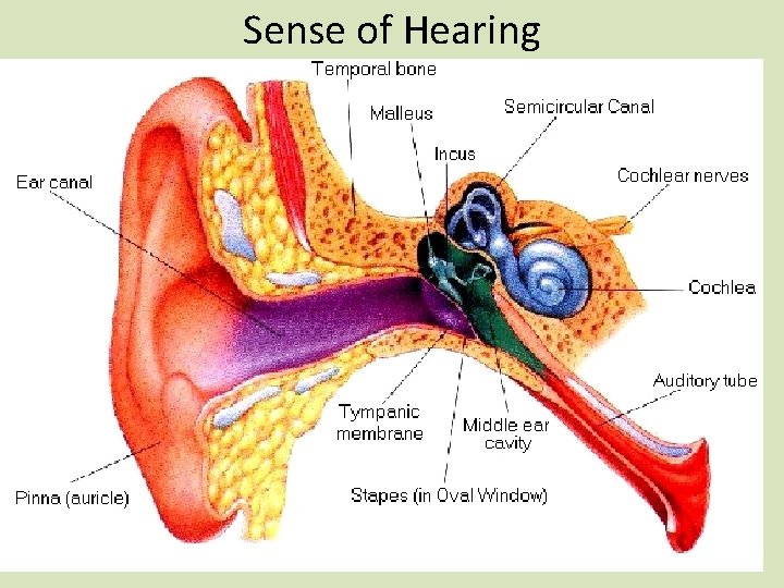 Sense of Hearing 