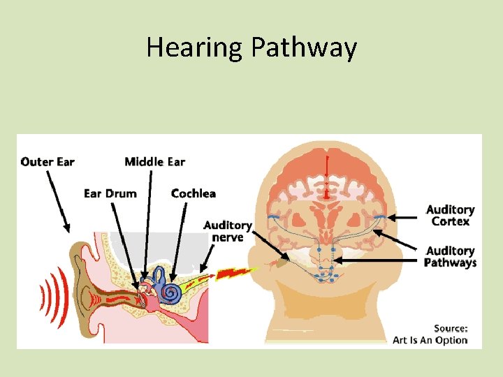 Hearing Pathway 