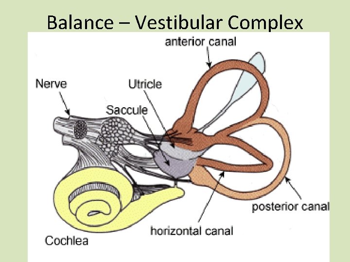 Balance – Vestibular Complex 
