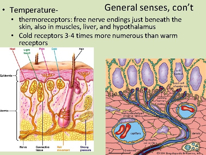  • Temperature- General senses, con’t • thermoreceptors: free nerve endings just beneath the