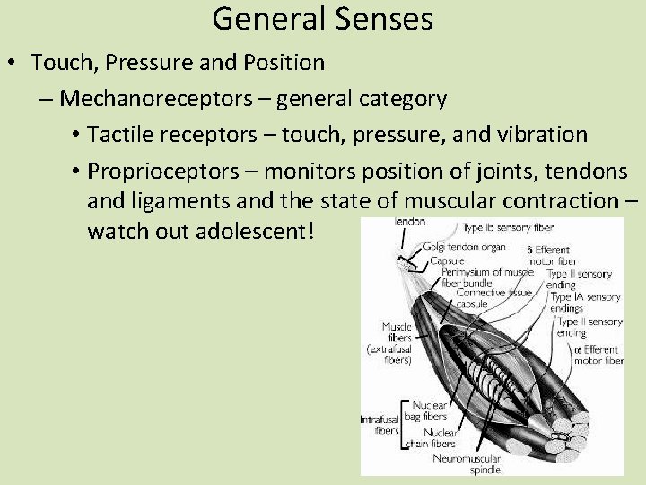 General Senses • Touch, Pressure and Position – Mechanoreceptors – general category • Tactile