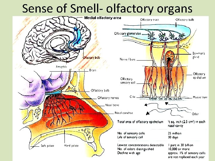 Sense of Smell- olfactory organs 