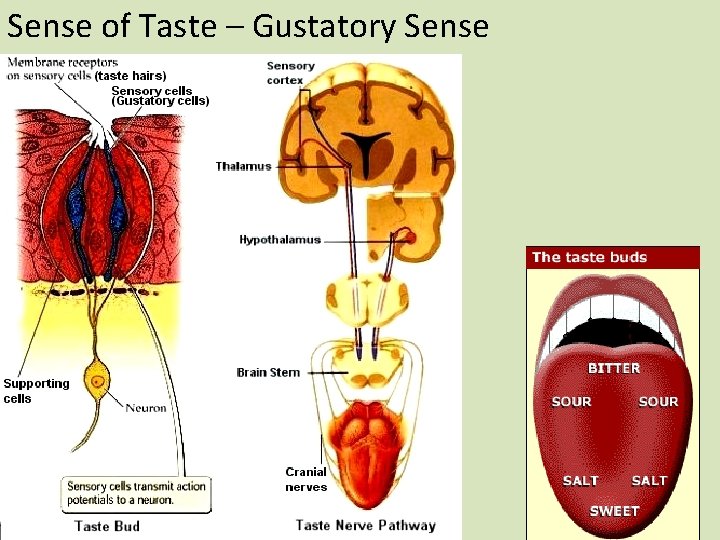 Sense of Taste – Gustatory Sense 