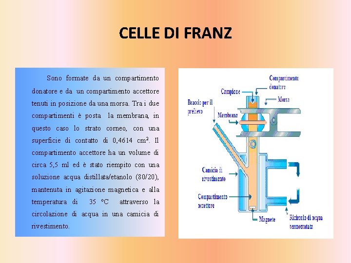 CELLE DI FRANZ Sono formate da un compartimento donatore e da un compartimento accettore