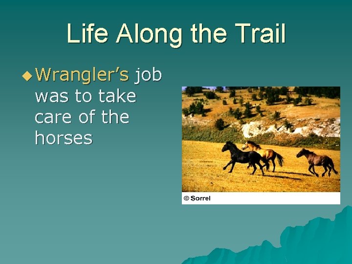 Life Along the Trail u Wrangler’s job was to take care of the horses
