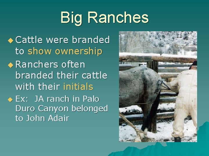 Big Ranches u Cattle were branded to show ownership u Ranchers often branded their