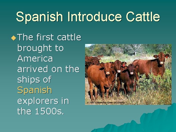 Spanish Introduce Cattle u The first cattle brought to America arrived on the ships