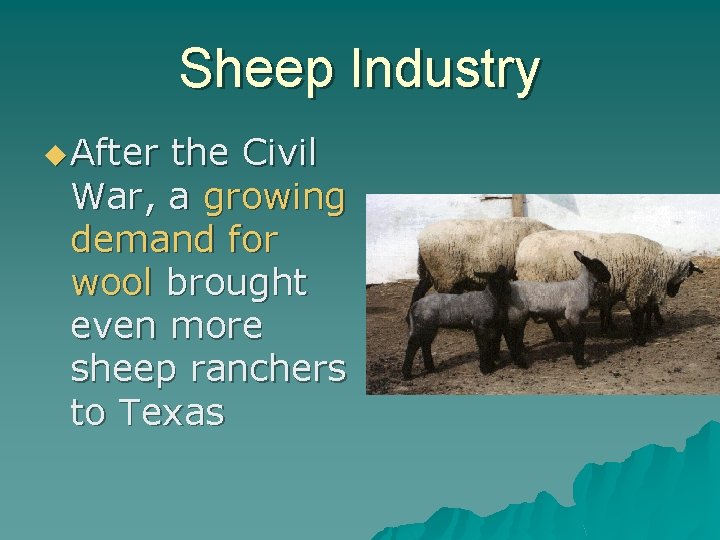 Sheep Industry u After the Civil War, a growing demand for wool brought even