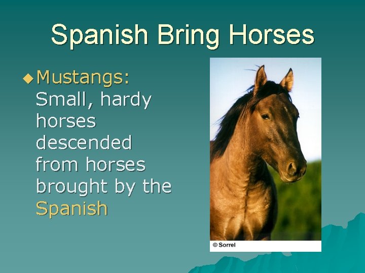 Spanish Bring Horses u Mustangs: Small, hardy horses descended from horses brought by the