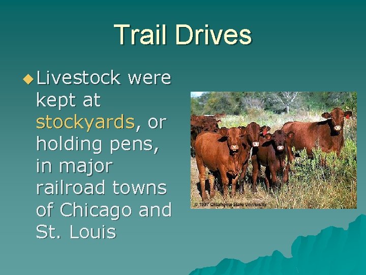 Trail Drives u Livestock were kept at stockyards, or holding pens, in major railroad