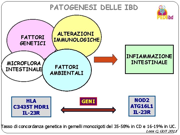 PATOGENESI DELLE IBD FATTORI GENETICI MICROFLORA INTESTINALE HLA C 3435 T MDR 1 IL-23