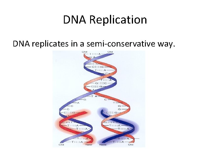 DNA Replication DNA replicates in a semi-conservative way. 