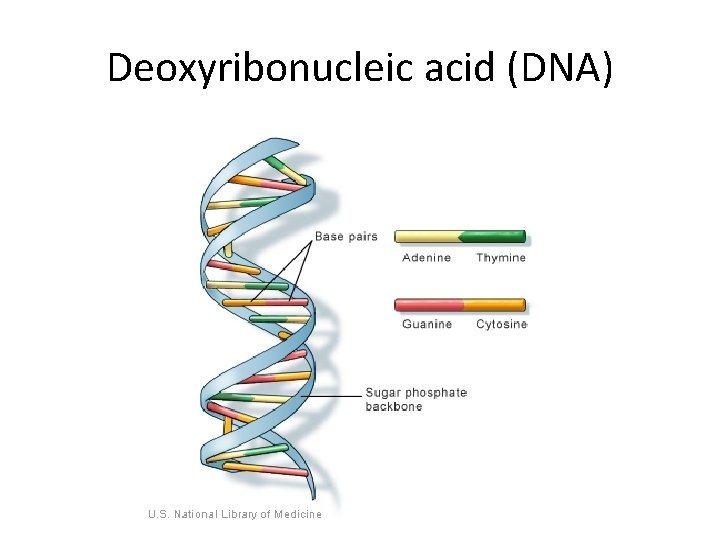 Deoxyribonucleic acid (DNA) 