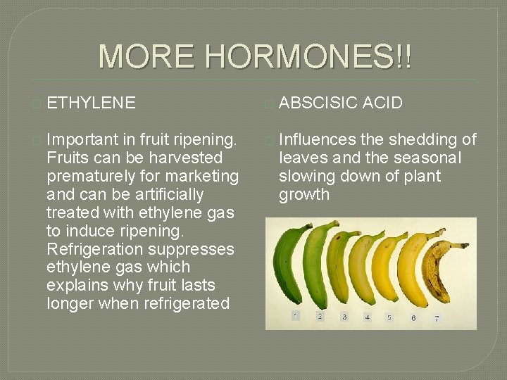MORE HORMONES!! � ETHYLENE � ABSCISIC ACID � Important in fruit ripening. Fruits can