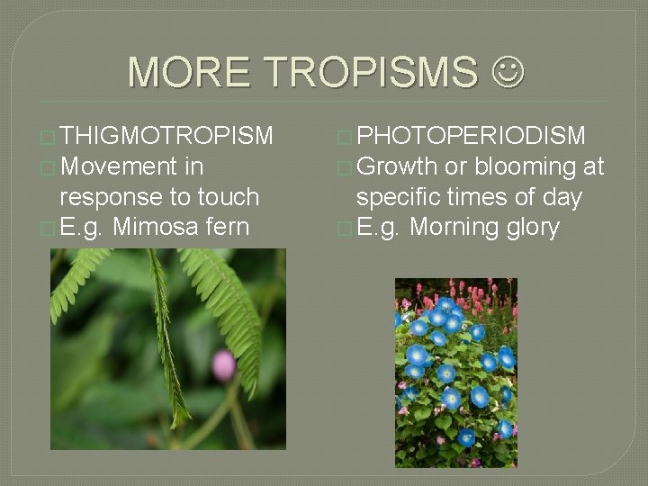 MORE TROPISMS � THIGMOTROPISM � PHOTOPERIODISM � Movement � Growth in response to touch
