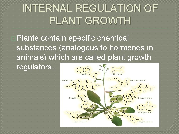 INTERNAL REGULATION OF PLANT GROWTH �Plants contain specific chemical substances (analogous to hormones in