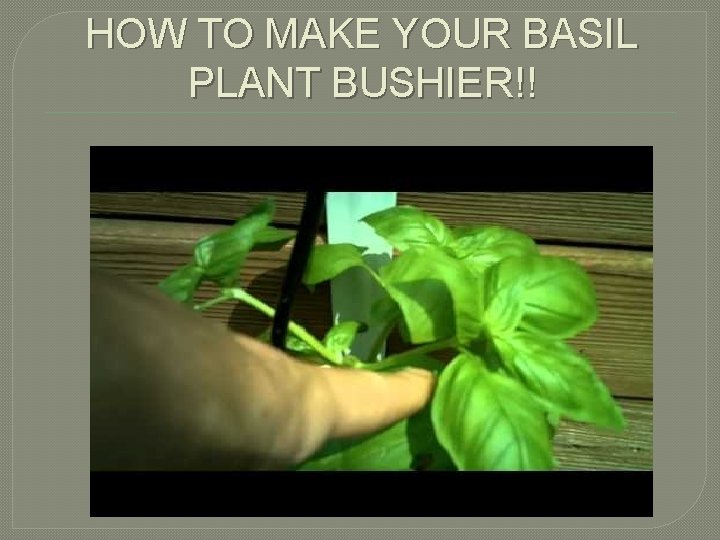 HOW TO MAKE YOUR BASIL PLANT BUSHIER!! 