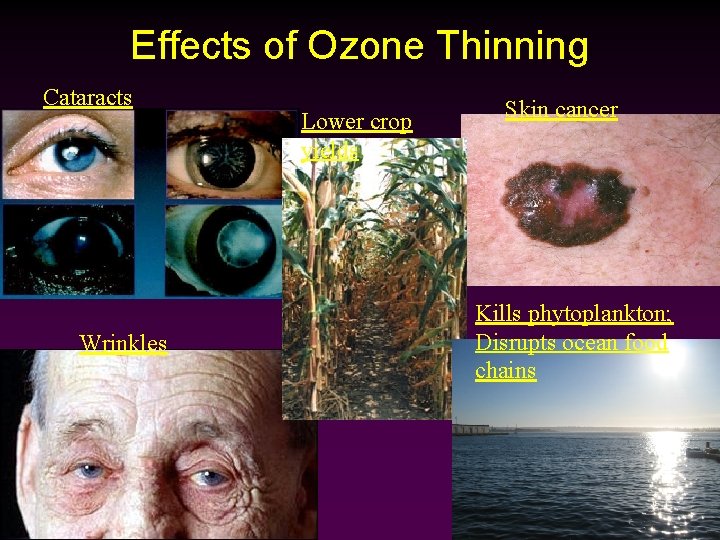 Effects of Ozone Thinning Cataracts Wrinkles Lower crop yields Skin cancer Kills phytoplankton; Disrupts