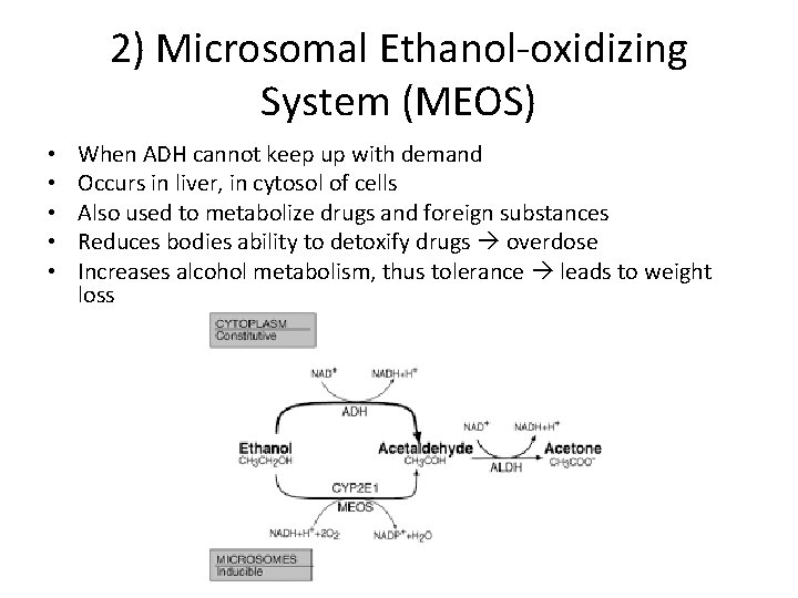 2) Microsomal Ethanol-oxidizing System (MEOS) • • • When ADH cannot keep up with