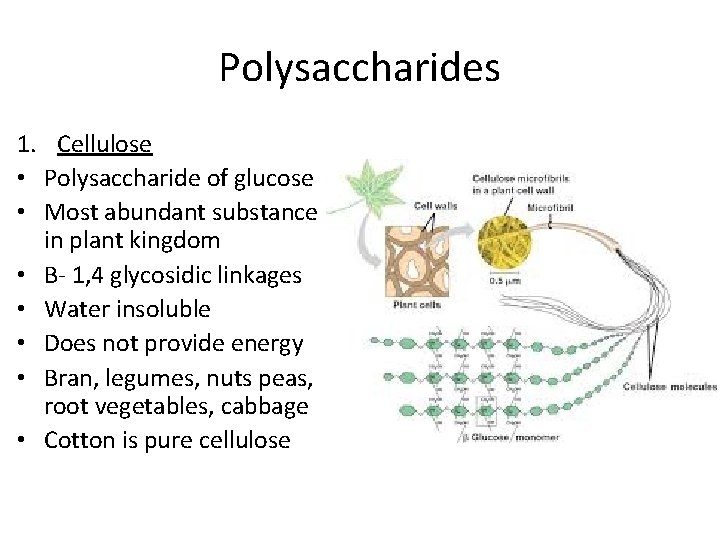 Polysaccharides 1. Cellulose • Polysaccharide of glucose • Most abundant substance in plant kingdom