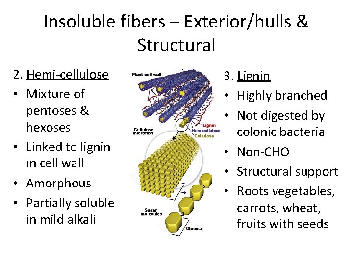 Insoluble fibers – Exterior/hulls & Structural 2. Hemi-cellulose • Mixture of pentoses & hexoses