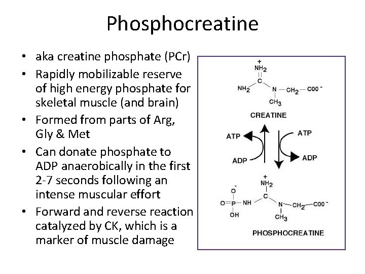 Phosphocreatine • aka creatine phosphate (PCr) • Rapidly mobilizable reserve of high energy phosphate