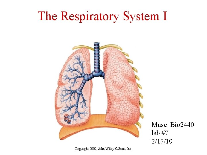 The Respiratory System I Muse Bio 2440 lab #7 2/17/10 Copyright 2009, John Wiley