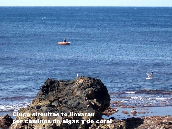 Cinco sirenitas te llevaran por caminos de algas y de coral 