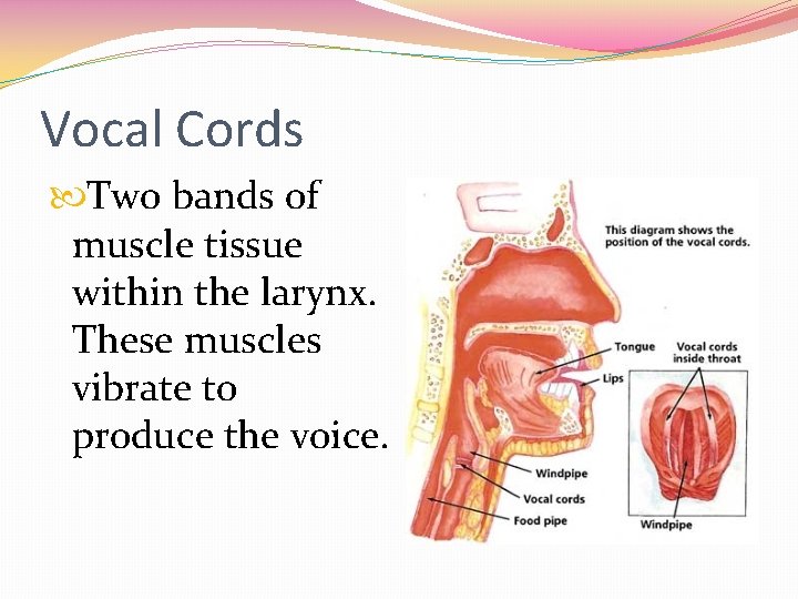 Vocal Cords Two bands of muscle tissue within the larynx. These muscles vibrate to