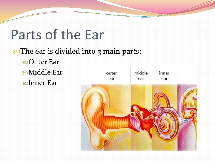 Parts of the Ear The ear is divided into 3 main parts: Outer Ear