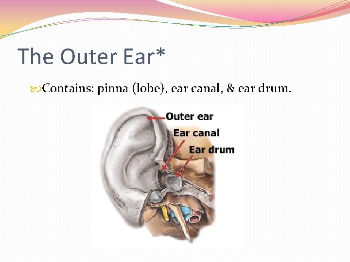 The Outer Ear* Contains: pinna (lobe), ear canal, & ear drum. 