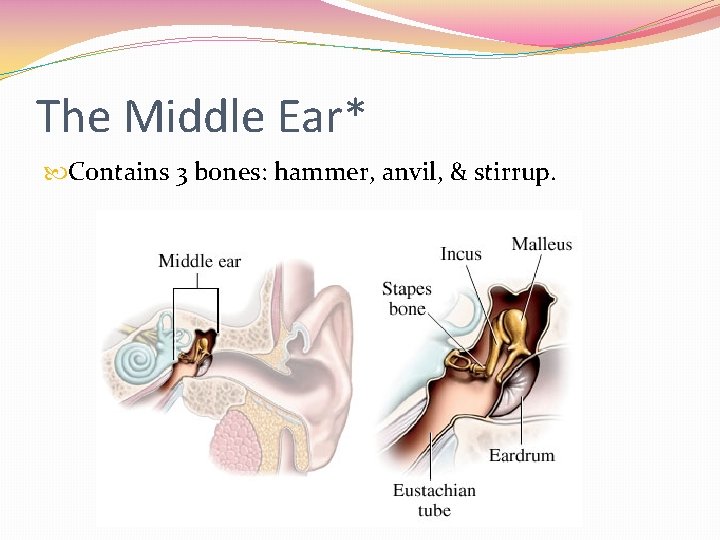 The Middle Ear* Contains 3 bones: hammer, anvil, & stirrup. 
