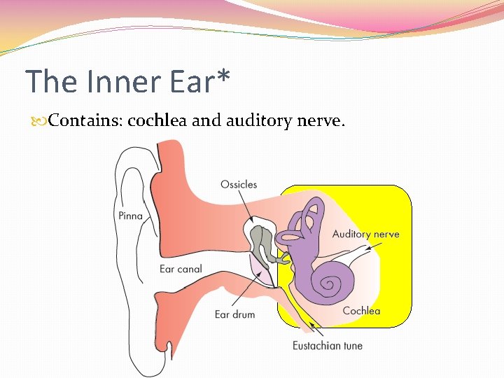 The Inner Ear* Contains: cochlea and auditory nerve. 