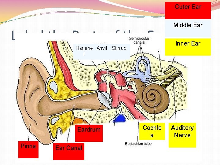 Outer Ear Middle Ear Label the Parts of the Ear* Hamme Anvil r Eardrum