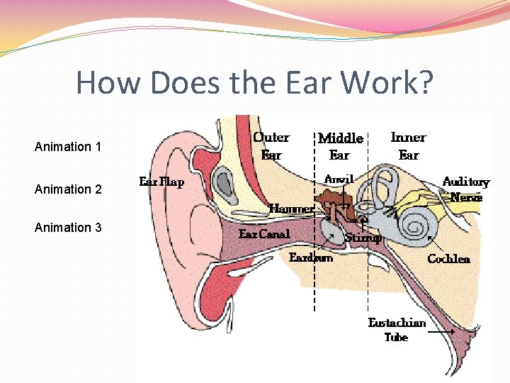 How Does the Ear Work? Animation 1 Animation 2 Animation 3 