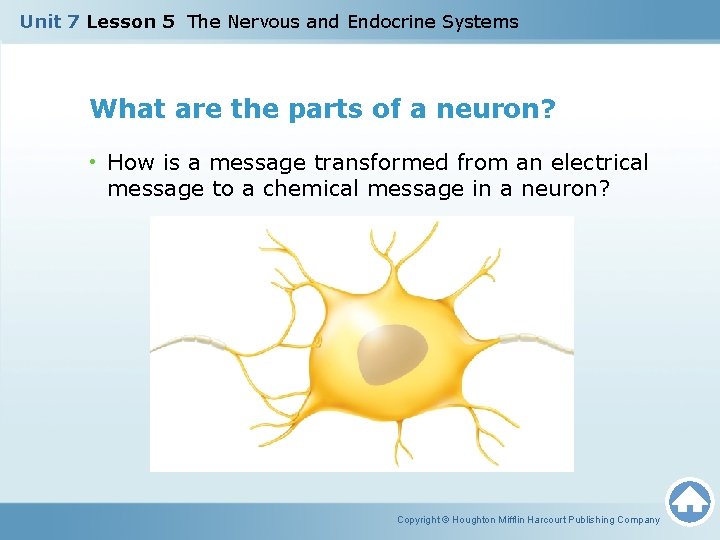 Unit 7 Lesson 5 The Nervous and Endocrine Systems What are the parts of Unit 7 Lesson 5 The Nervous and Endocrine Systems What are the parts of